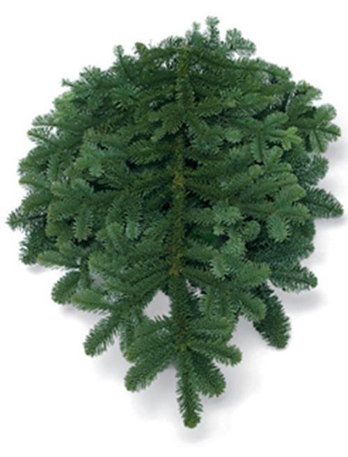 NOBLE TIPS 25#   CHRISTMAS GREENS